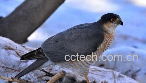 鹞子肉的功效与禁忌-0