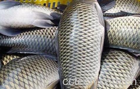 草鱼的营养价值与功效-0