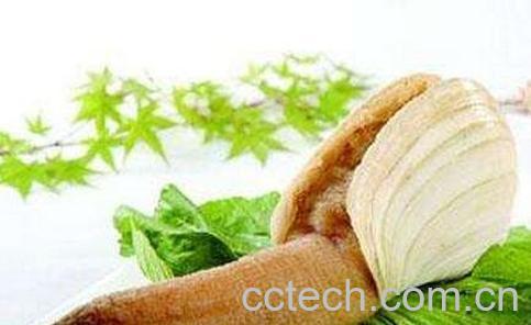 象拔蚌的食疗价值与功效-0