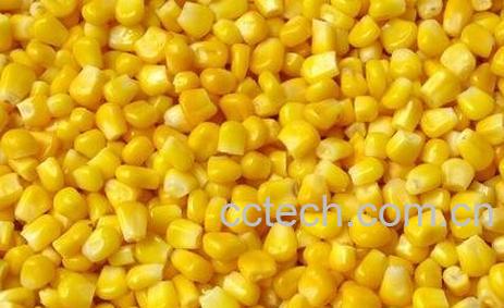 玉米子叶的作用与功效-0