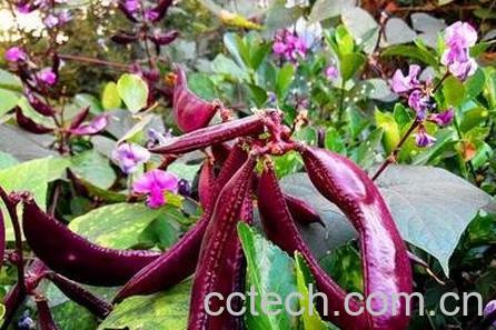 紫扁豆根的功效与作用-0