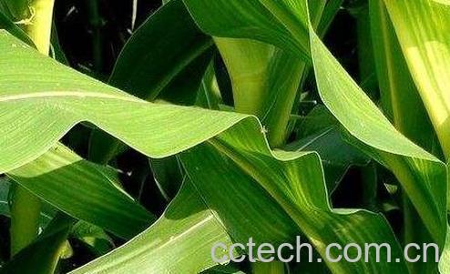 玉米叶的营养价值及功效与作用-0