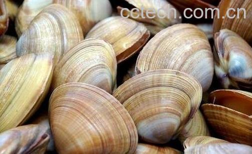 文蛤的功效与作用-0