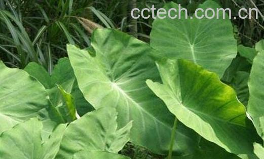 芋头叶的功效与作用及食用方法-0