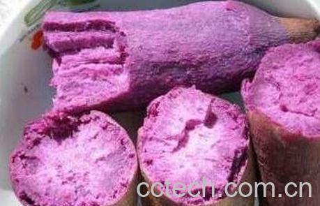 紫薯皮的功效与作用及禁忌症-0