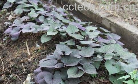 紫色红薯叶的功效作用-0