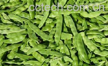 果蔬百科菜豆-0