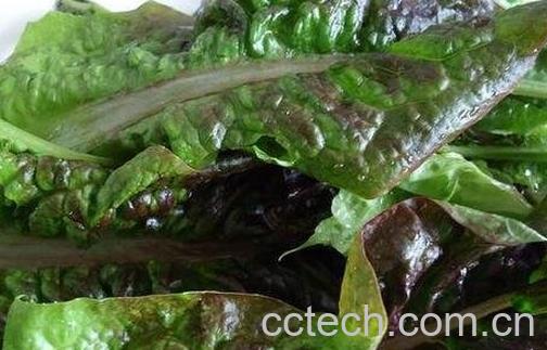 紫莴笋叶的营养价值-0