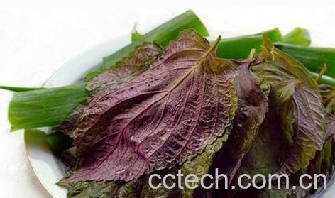 紫苏叶的功效与作用及食用方法-0