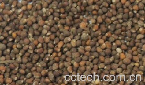 炒紫苏子的功效与作用-0