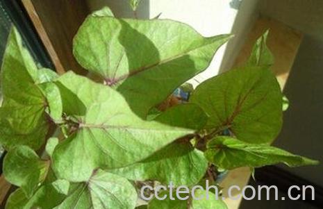 紫薯叶的营养价值 -0