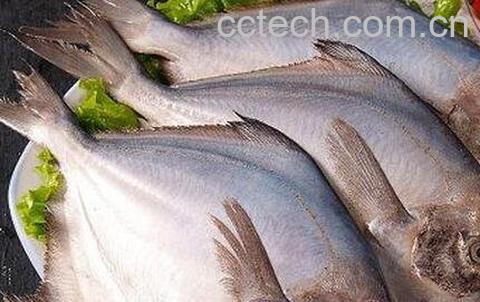 鲳鱼的营养价值与食用功效-0