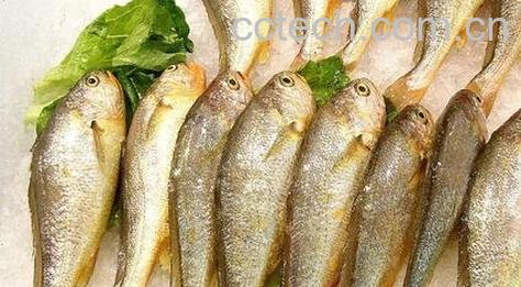 吃黄花鱼的好处有哪些 -0