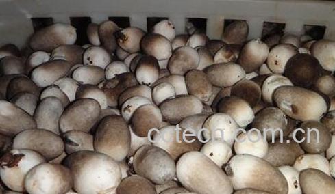 草菇的功效与作用-0