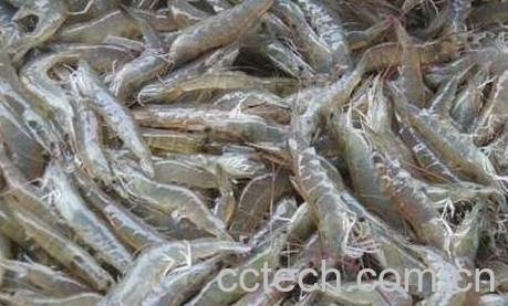 河虾的做法与功效-0