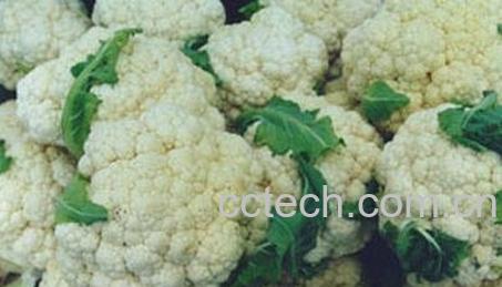 白菜花的营养价值-0