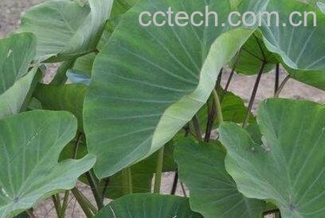 紫芋头叶的功效与作用及食用方法-0