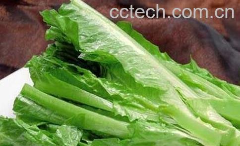 莴苣叶的营养价值-0