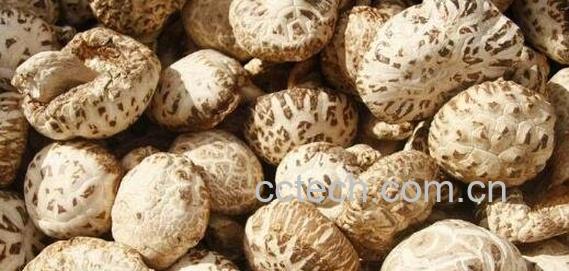 香菇和花菇有什么区别-0