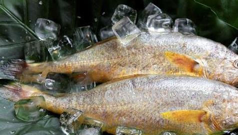 黄鱼的营养价值-0