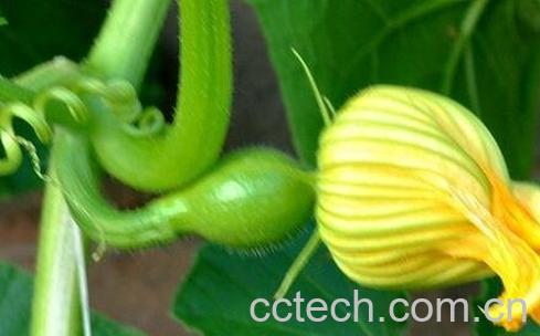 南瓜花的营养价值与功效作用-0