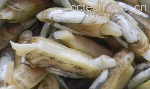 蛏子怎么清洗最干净-0