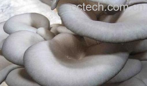 蘑菇的养生功效有哪些-0