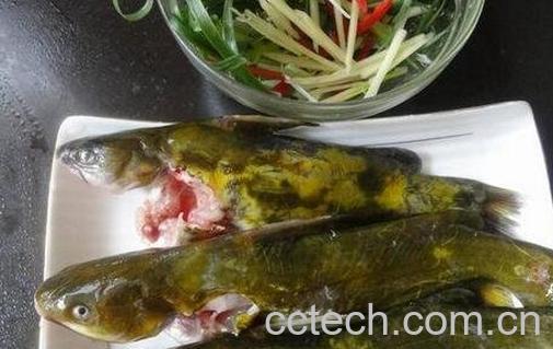 黄骨鱼是什么鱼-0