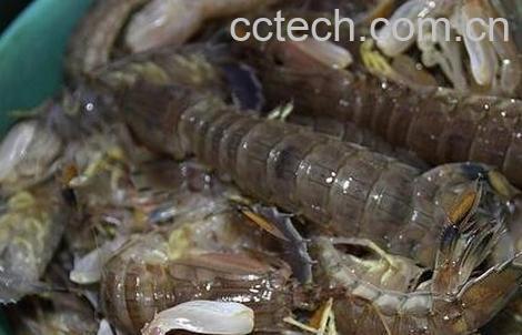 赖尿虾的营养价值与功效-0