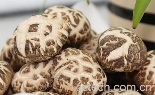 花菇的功效与作用-0