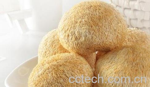 猴头菇的营养价值-0