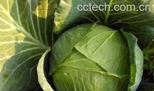 包菜的营养价值与功效-0