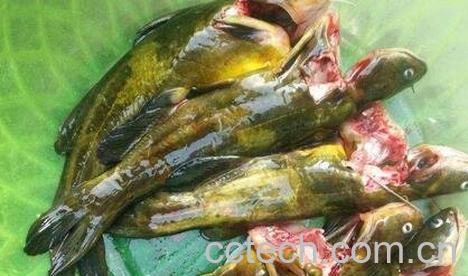 黄蜂鱼的功效与作用-0