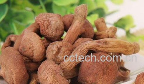 红蘑的功效与作用-0