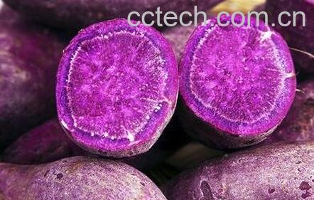 紫薯的营养价值与功效-0