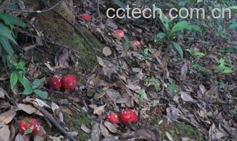 武夷山正红菇-0