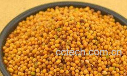 芥菜子的功效与用法-0