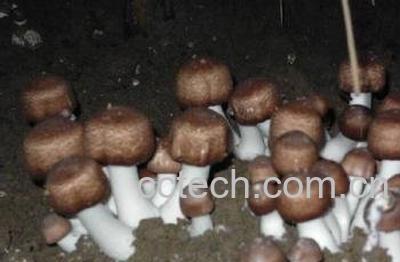 武夷山长寿菇-0