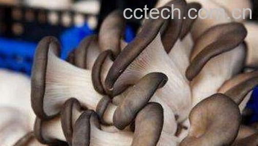 凤尾菇的功效与作用-0