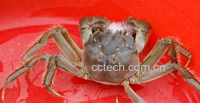 毛蟹-0