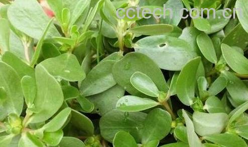 马齿苋的食用禁忌与副作用-0