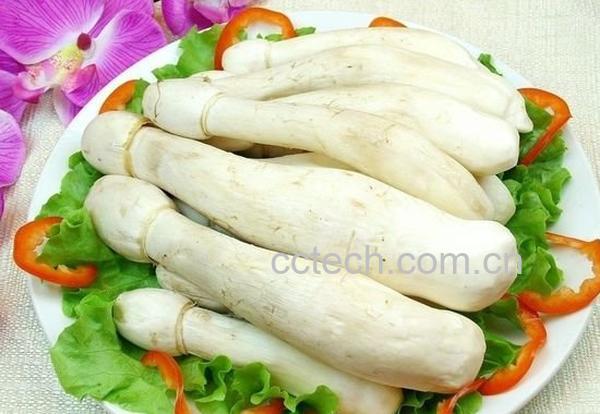 如何区分杏鲍菇和鸡腿菇-0