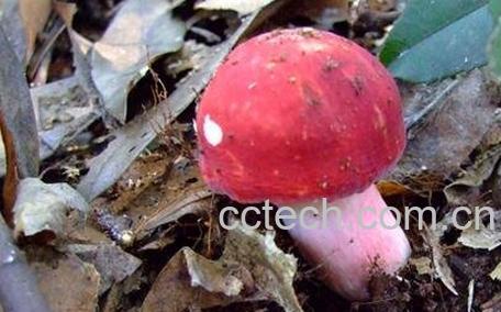 如何区分红菇与毒红菇-0