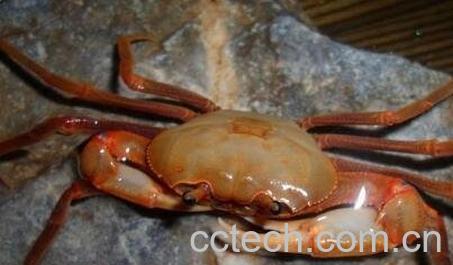 山蟹-0