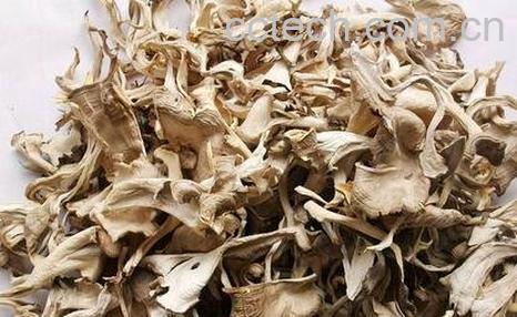 栗蘑的功效与作用-0