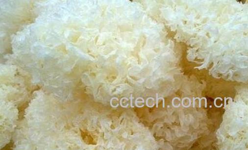 银耳能隔夜吃吗-0