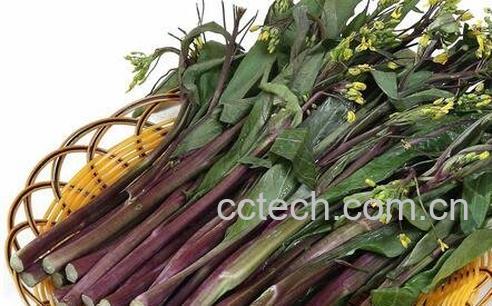 红菜苔的功效与作用-0