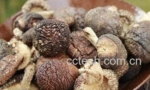 椴木香菇的营养价值与功效-0