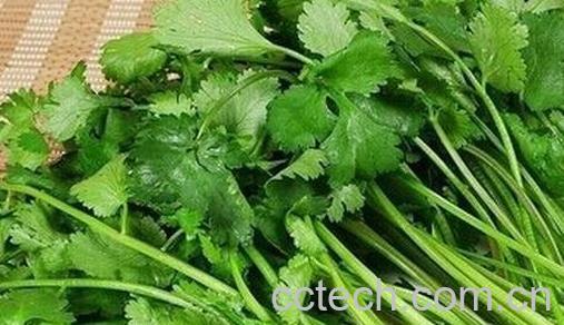 吃香菜的副作用 -0