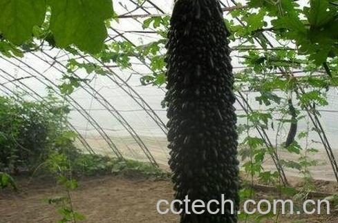 黑苦瓜的营养价值与功效-0
